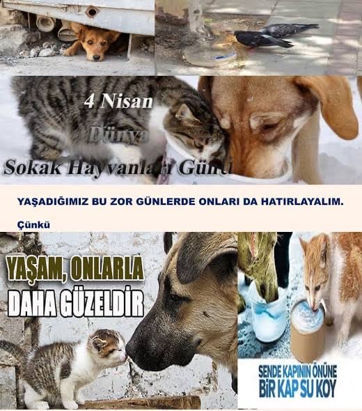 4 Nisan Dünya Sokak Hayvanları Günü